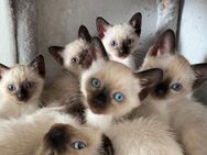 Süße Reinrassige Siamkatzenbabys suchen liebevolles Zuhause - Siamkitten - Hilden