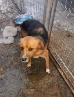Peggy - SOS - wartet im HORROR 'Shelter' - Blankenheim (Nordrhein-Westfalen)