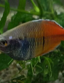 Regenbogenfisch boesemani - Hohenroth