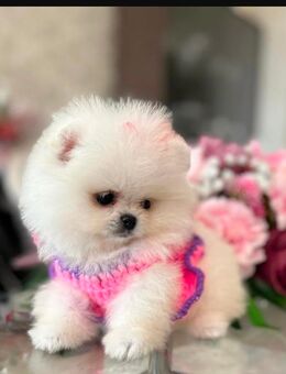Suche Zwergspitz welpe ab 11/25 - Essen
