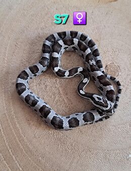 Kornnatter Nachzuchten 2025 - Gelsenkirchen