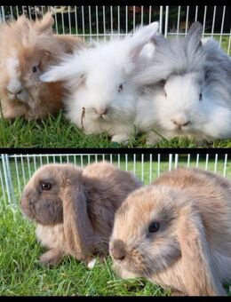 Zwergkaninchen, Mini Lop, Löwenköpfchen Mix - Sagard
