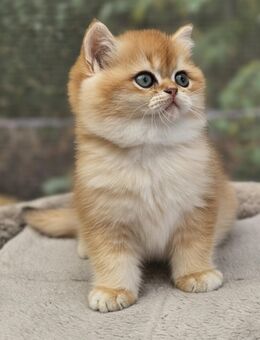 BKH Junge Leo - Kamen