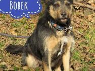 Bobek - ein Schatz zum lieb haben - Mannheim