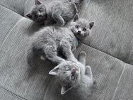 Süße BKH Kitten suchen liebevolles Zuhause! 🐾FP 550 EUR - Melbeck