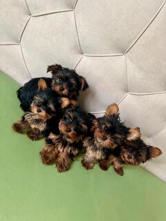 Reinrassige mini Yorkshire Terrier