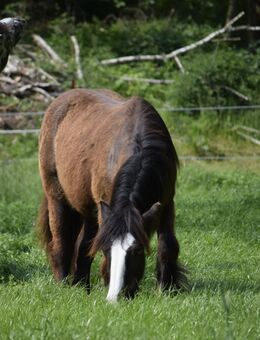 Irish Cob Deckhengst Black mit blauen Augen - Heiligengrabe