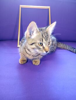Getigertes Kitten Katzenbaby Katzenkind Kätzchen ab sofort abzugeben - Neitersen