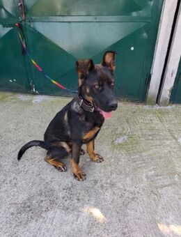 MONTY - mit Spaß und Temperament - Overath