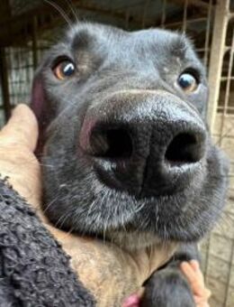 Devis, ist ein lieber Bub 🐾 - Elsdorf (Nordrhein-Westfalen)