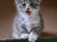 2 reinrassige maine coon kitten - Cornberg