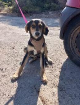 Talino- aufgeschlossen und verspielt - Haan