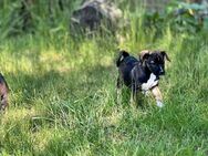 Boxer-Australian Shepherd-Mix-Welpen suchen neues Zuhause - Reichenow-Möglin
