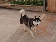 Husky Seele Astra - Ellerbek
