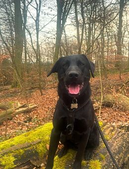 Labrador - Herne Wanne