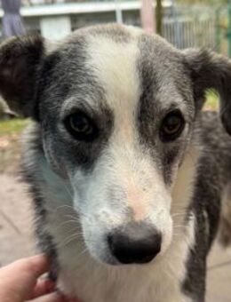 SILVER-liebenswerter Jung-Rüde, 50 cm - Rösrath