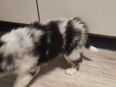 Australian Shepherd Welpen in 20097