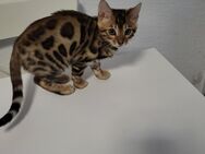 Bengal kitten - Neuss