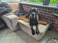 Cane Corso in guten Händen abzugeben - Twist