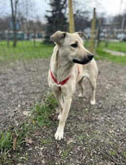 Elina - sanfte, schlaue Familienhündin - Berlin