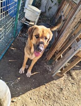 Zuhause gesucht für Neela - Miesbach