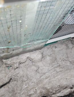 Leopardgeckos Einzeln oder Zusammen (auch mit Terrarium) - Cottbus