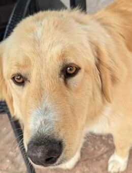 Luma, geb. ca. 12/2023, GRIECHENLAND - Euskirchen