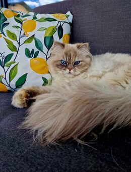 Perser-Birma-Mix - Winzer