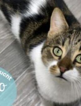 🐾 Gizmo kleiner Rabauke mit großem He - Plankstadt