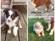 Welpen Australian Shepherd - Zarrentin (Schaalsee) Zentrum