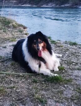 Liebe Collie Hündin sucht... - Waldkraiburg