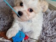 5 Malteser Welpen suchen neue Familie - Gernsbach