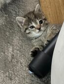 Bkh kitten ♥️ 5 kitten noch übrig in 30823