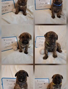 Süße Welpen abzugeben - Altenglan