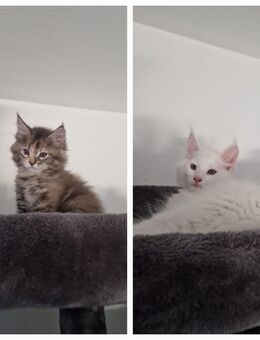 2 wunderschöne Reinrassige gesunde Maine Coon Kitten suchen noch ein liebevolles Zuhause - Nordheim