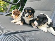 Verkaufe Bordercollie, Australien Welpen - Haldensleben