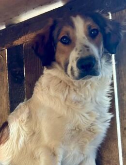 Amon 💗 braucht Liebe und Erfahrung - Hamburg