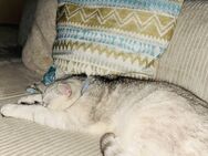 BKH Kater abzugeben in Liebevolle Hände - Cloppenburg