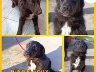Holly süßer Mischling Hündin Junghund - Margetshöchheim