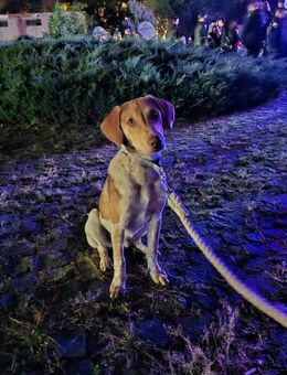 Rexi-freundlicher Junghund sucht Famil - Großefehn