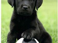 Reinders! Poster Labrador Welpe Fußball, (1 St)