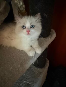 Ragdoll Deckkater mit Deckerfahrung - traumhaft schön & sanft - Siegen (Universitätsstadt) Bürbach