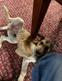 Berger de Picard Welpe - Furth