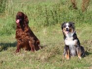 Australian shepherd mal Irish Red Setter Welpen - Nörvenich