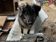 FINN-sooo ein hübsches, liebes Kerlchen - Waakirchen