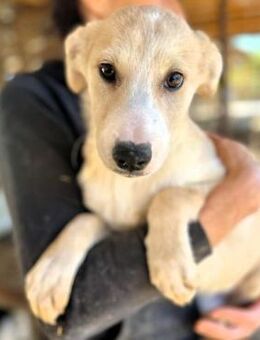 FRANCESCA ~ goldfarbenes Hundemädchen - Duisburg