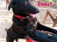 Dama1 Labrador-Mix sucht Familie 9/20 ES - Ruppertsecken