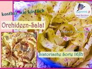 Orchideen Salat, Samen teuerster Salat der Welt ! Zichorie, Chicorée Tulpenstolz Rarität samenfeste alte Sorte,Variegata Di Castelfranco - Hamburg