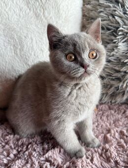 BKH Kitten lilac geimpft & gechippt - Stahlhofen (Wiesensee)