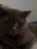 Britisch Kurzhaar Katze in 10827